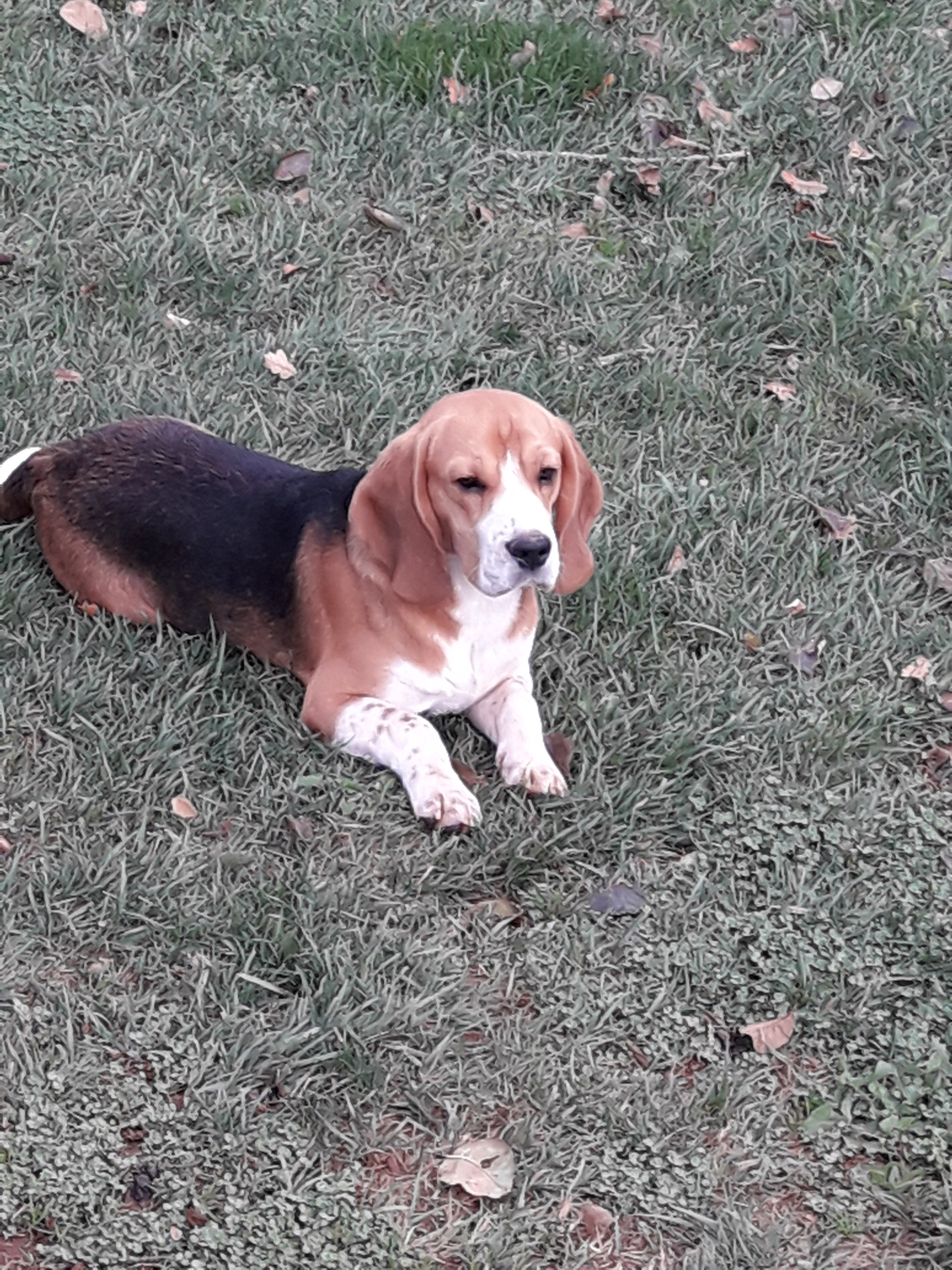 Obelix des echos du larzac