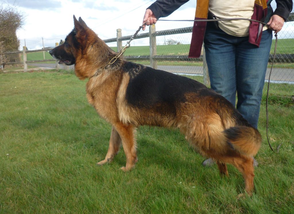 Publication : du Loup au Grand Coeur Auteur : Massinot