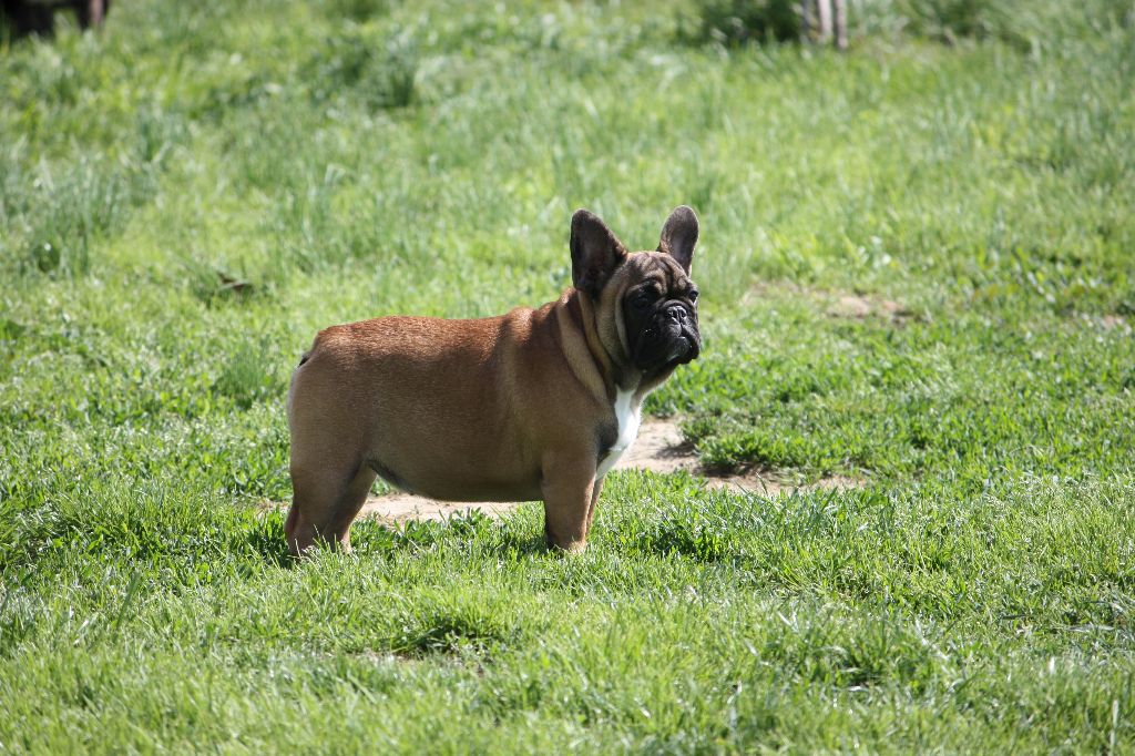 Publication : des bouilles de la Garonne 