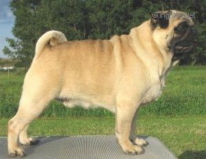 CH. Dandy dick pug ze sametu