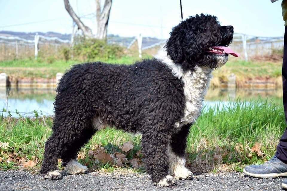 CH. Nahurito Vom Hause Kristo