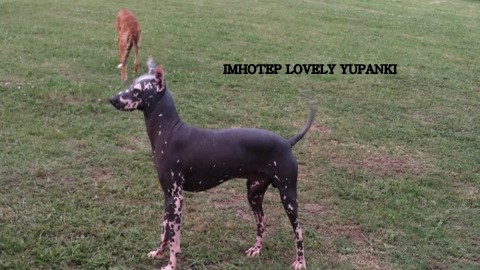 Publication : lovely yupanki Auteur : LARRIVIERE