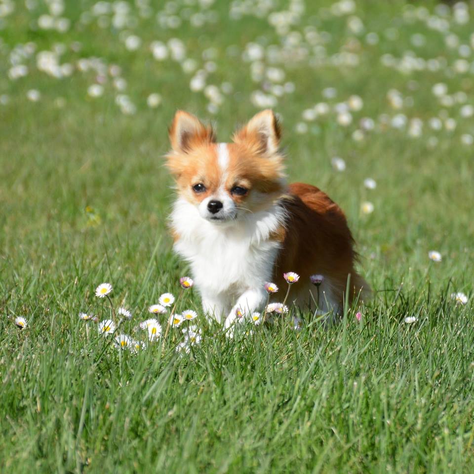 Publication : Des Merveilles d'Adhara 