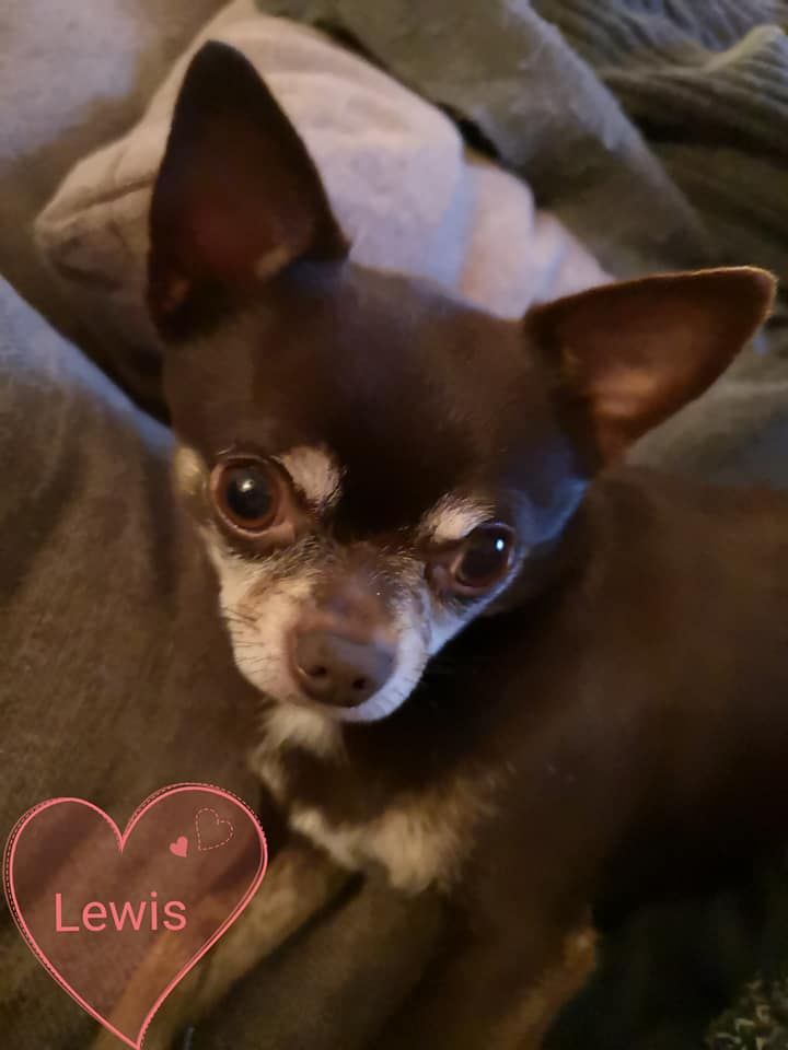 Publication : De La Contrée Des Elfes