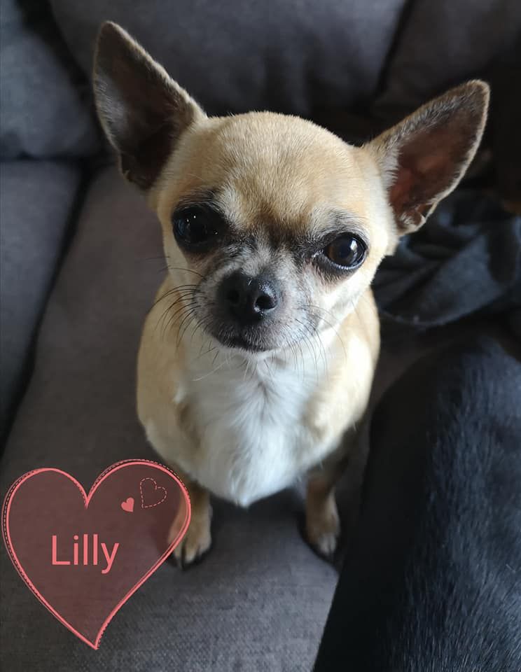 Publication : De La Cite D'esmee