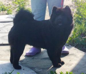 rus vanderlend Hranitelnitsa ochaga