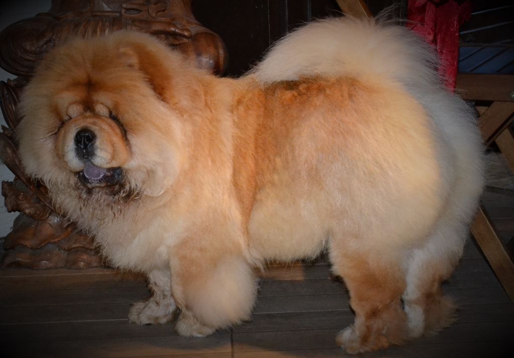 Publication : Des Samouraïs De La Fournaise Auteur : les gladiateurs du volcan