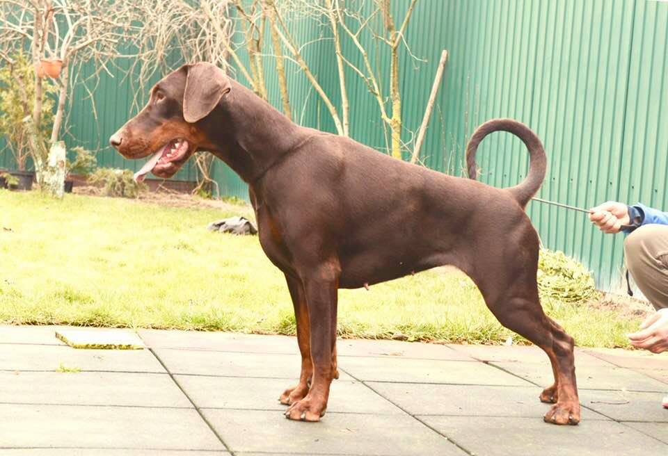 Publication : Of devil inside