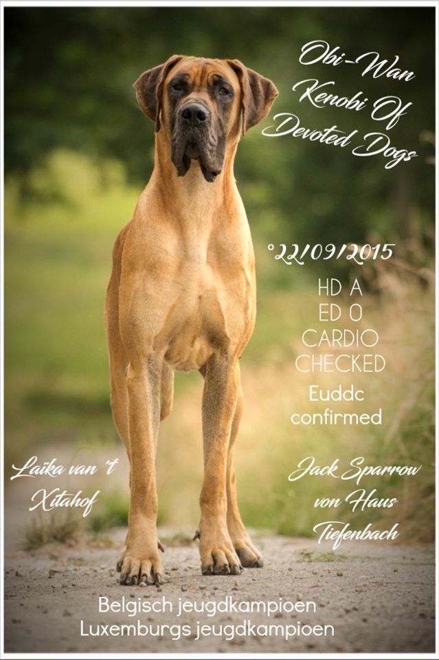 Publication : of devoted dogs 