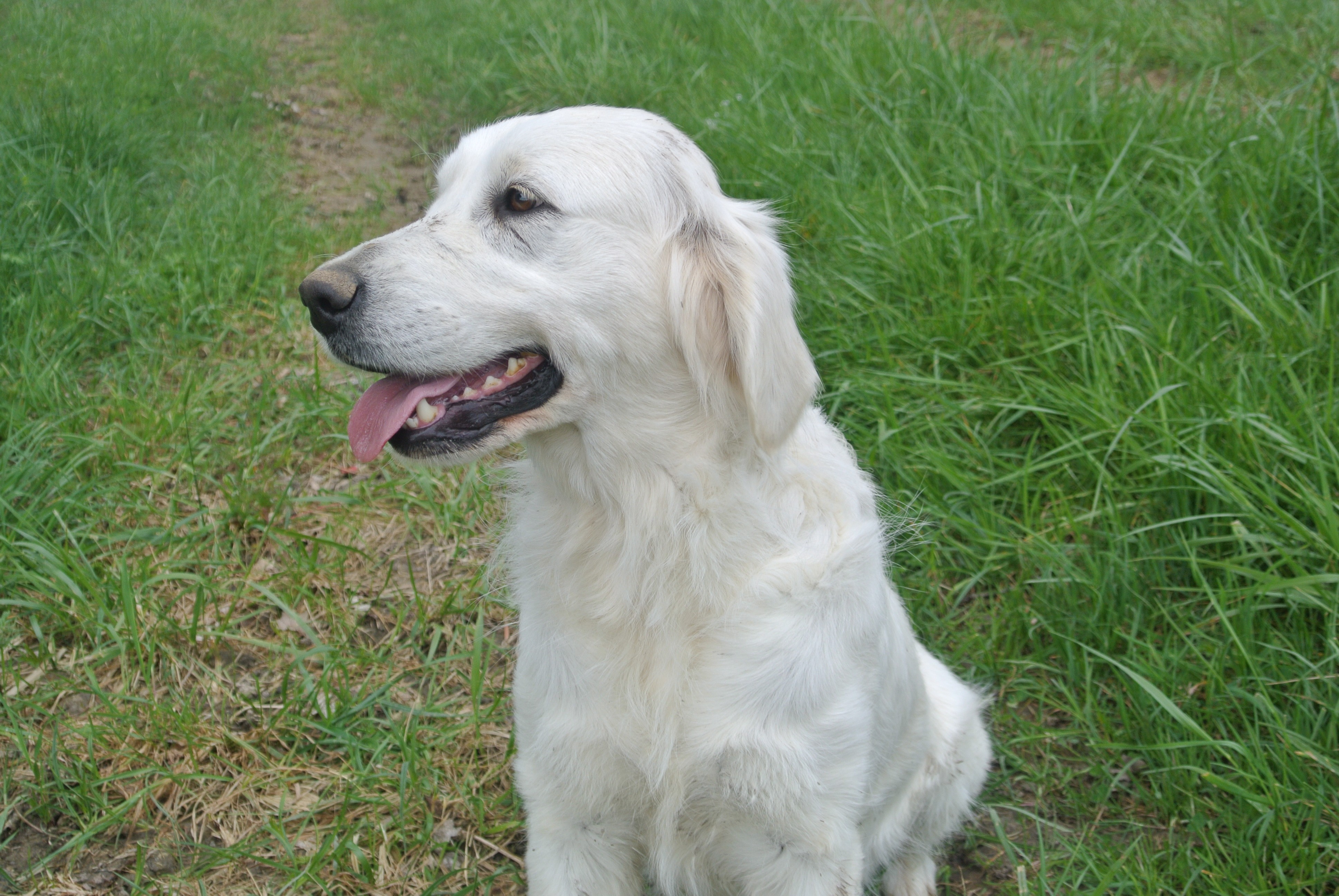 June Des Puppys Goldens Love