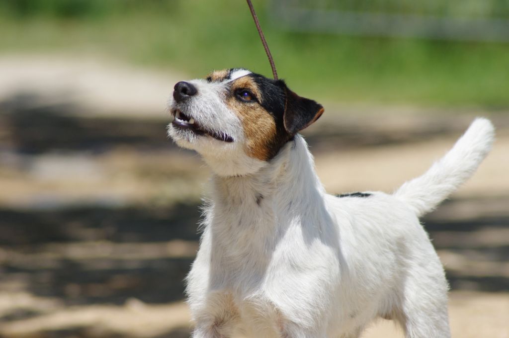 Publication : Nunca Sem Quereis