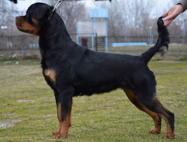 CH. Atina ri mobby dick