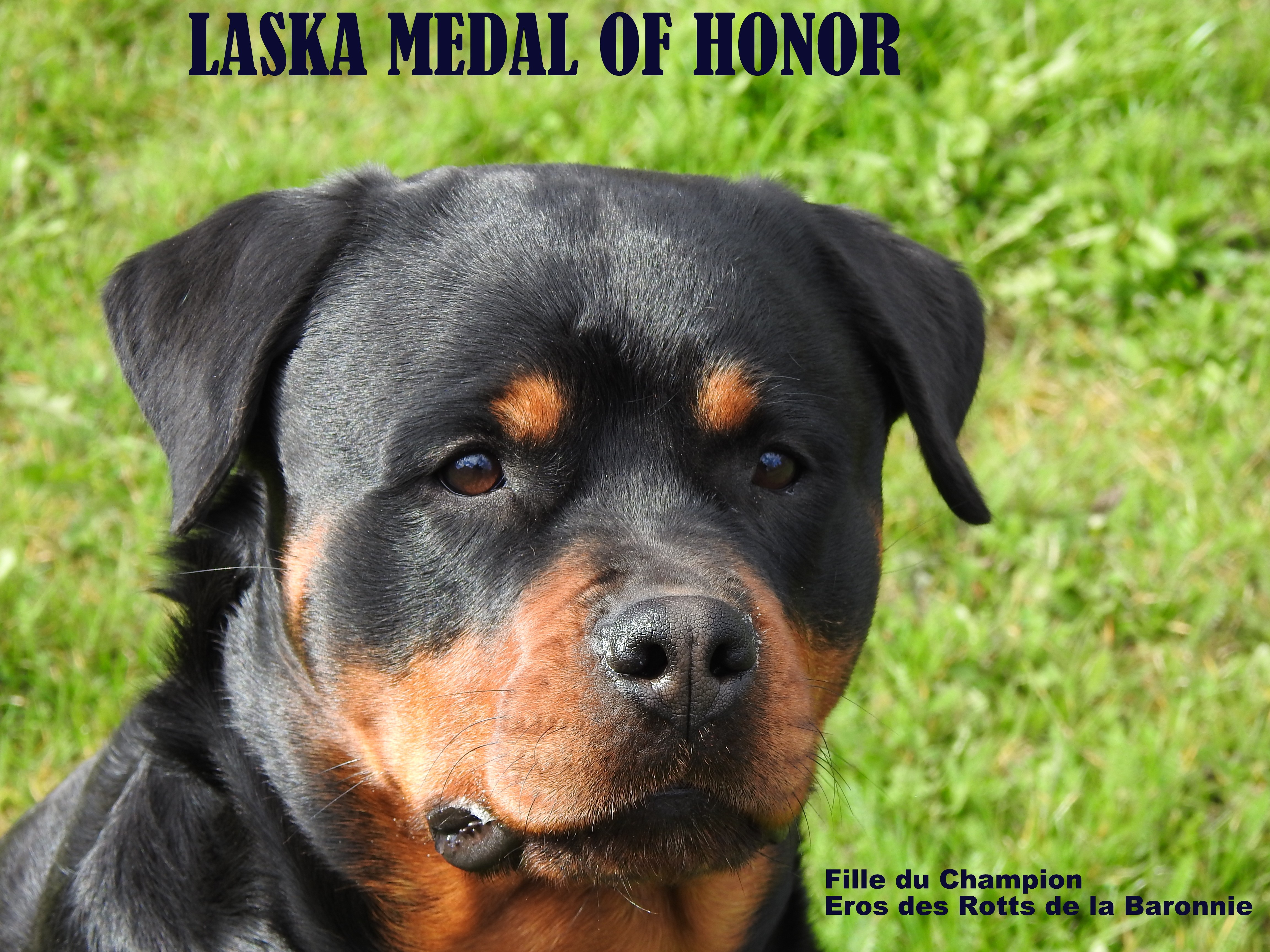Medal of Honor Laska 