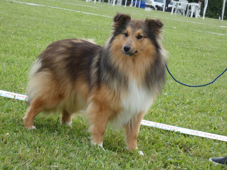 Publication : Des Cerberes De L'isaac 