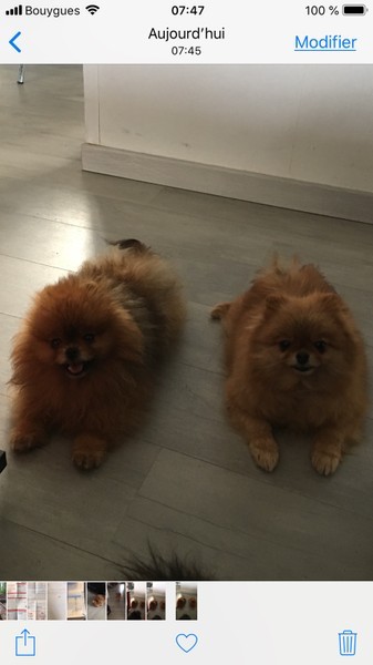  Auteur : des lys blanches