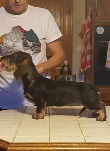 Publication : de la légende d'Androclès 