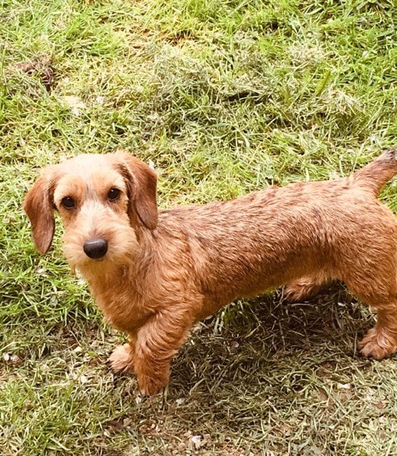 Publication : de la légende d'Androclès 