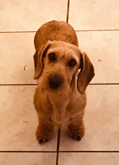 Publication : de la légende d'Androclès 