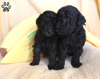 Étalon Caniche - A vendre - BABY BOY The beautiful grey of marysa