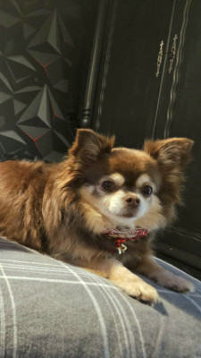 Étalon Chihuahua - Moana De La Contrée Des Elfes