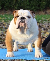 Étalon Bulldog Anglais - will be bulls uber sexy bully