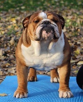 Étalon Bulldog Anglais - CH. onahia del atlante king of kings