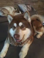 Étalon Alaskan Malamute - Jeff Vlci Severu