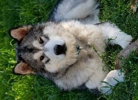 Étalon Alaskan Malamute - fluffy hugs Semargl fire star