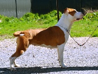 Étalon American Staffordshire Terrier - Naci para ganar Glory Potency Of Ring's