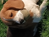 Étalon Beagle - Nougatine de l echo des fontaines