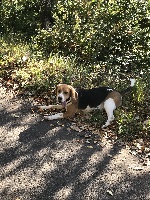 Étalon Beagle - Nouchka (Sans Affixe)