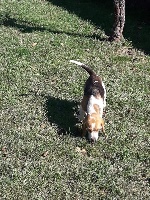 Étalon Beagle - Neige du Bois de Doly