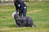 Étalon Bearded Collie - Mandoline Pillywiggins