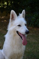 Étalon Berger Blanc Suisse - Jade Des chemins du poitou