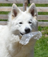 Étalon Berger Blanc Suisse - Victorious alexander od bijelih andela