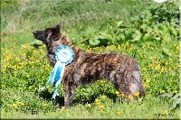 Étalon Berger hollandais - CH. Brindle Wolf Nat