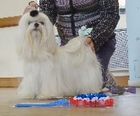 Étalon Bichon maltais - CH. poésie vom blauen planet Elena