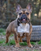 Étalon Bouledogue français - Misa Des Gladiateurs de Rottweil