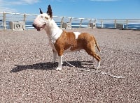 Étalon Bull Terrier - CH. Jynka chanel (Sans Affixe)