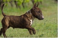 Étalon Bull Terrier Miniature - Over the top Namétis's Pearls