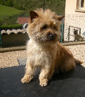 Étalon Cairn Terrier - Noisette du Little Soannan