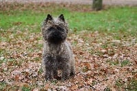 Étalon Cairn Terrier - Liberty du harpouy d' auzan