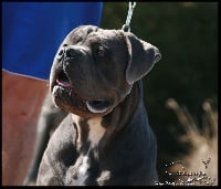 Étalon Cane Corso - Naya du temple de jade