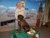 Étalon Cane Corso - CH. Little kaly Les Molosses Du Courguain