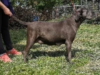 Étalon Cane Corso - Orev D'Urkya Lauryn hill