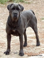 Étalon Cane Corso - Miss marpple Des Gardiens De Cebenna