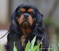 Étalon Cavalier King Charles Spaniel - Instant de charme (Sans Affixe)