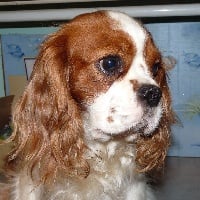 Étalon Cavalier King Charles Spaniel - Indra de la Vallée d'Alina