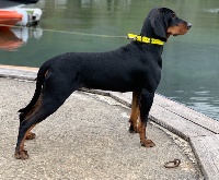 Étalon Chien Courant Polonais - CH. Oxia Du Royaume D'Adès