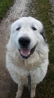 Étalon Chien de Montagne des Pyrenees - Montsegur Du Grand Seigneur Des Pyrénées